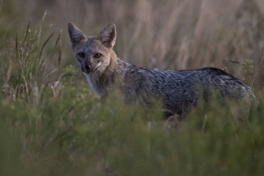 Pampas otlağında Fox, La Pampa ili, Patagonya, Arjantin.