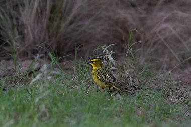 Sarı Kardinal, Gubernatrix Cristata, La Pampa, Arjantin 'de nesli tükenmekte olan türler