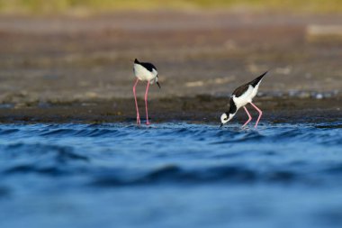 Güney Stilt, Himantopus melanurus uçuyor, La Pampa Eyaleti, Patagonya, Arjantin