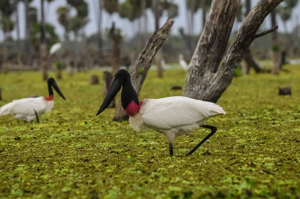 Storke Wetland