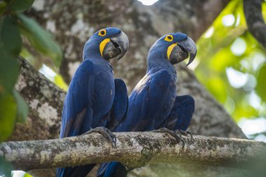 Ormandaki Hyacinth Macaw Pantanal Ormanı, Mato Gros