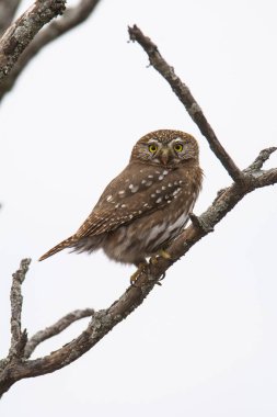 Ferruginous Pygme baykuşu, Glaucidium brasilianum, Calden Ormanı, La Pampa Eyaleti, Patagonya, Arjantin.