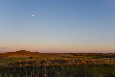 Pampas çim arazisi, La Pampa ili, Patagonya, Arjantin.