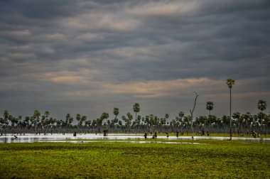 La Estrella Marsh, Formosa, Arjantin 'de palmiye manzarası.