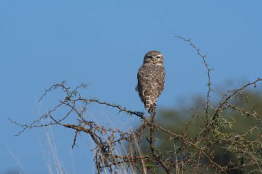 Kazan Baykuş, La Pampa Eyaleti, Patagonya, Arjantin.