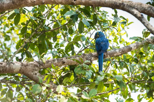 Hyacint Macaw Bosomgeving Pantanal Forest Mato Gros — Stockfoto