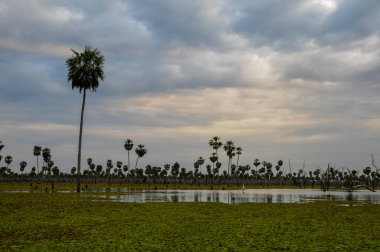 La Estrella Marsh, Formosa, Arjantin 'de palmiye manzarası.