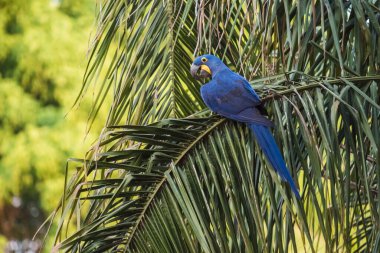 Ormandaki Hyacinth Macaw Pantanal Ormanı, Mato Gros