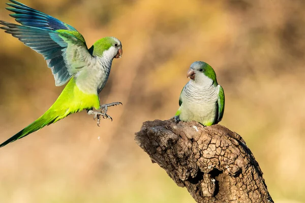Parakeet栖息在阿根廷巴塔哥尼亚La Pampa Calden的一个支流上 — 图库照片