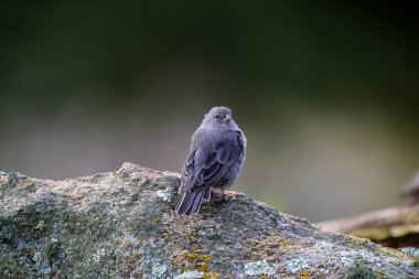 Tesisatçı Sierra Finch, Quebrada del Condorito Ulusal Parkı, Cordoba Eyaleti, Arjantin