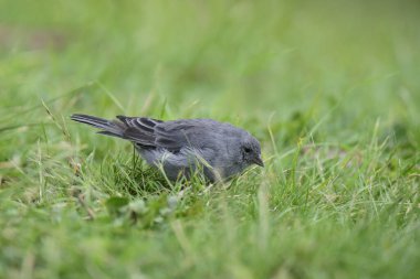 Tesisatçı Sierra Finch, Quebrada del Condorito Ulusal Parkı, Cordoba Eyaleti, Arjantin