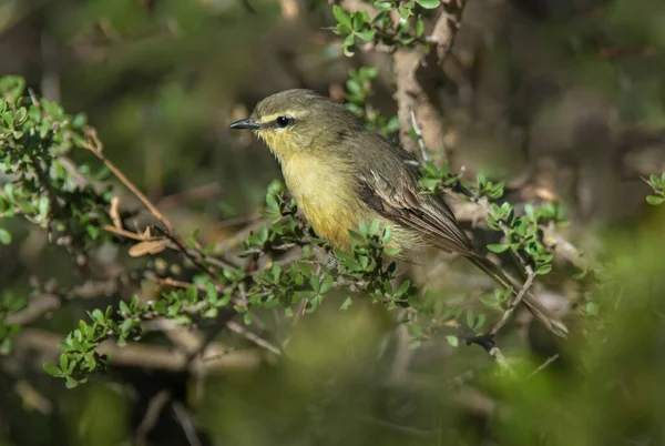 Tyran Grand Wagtail Forêt Calden Pampa Argentine — Photo