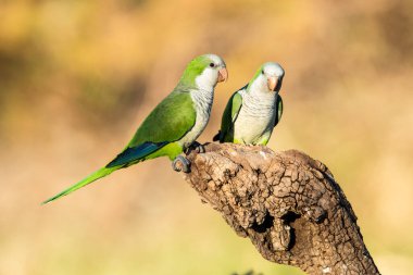 Muhabbet kuşu Calden, La Pampa, Patagonya, Arjantin 'in bir koluna tünedi.