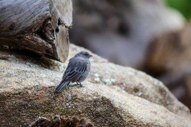 Tesisatçı Sierra Finch, Quebrada del Condorito Ulusal Parkı, Cordoba Eyaleti, Arjantin