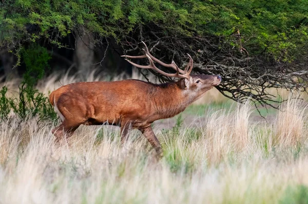 Rode Herten Calden Bos Milieu Pampa Argentinië Parque Luro Natuurreservaat — Stockfoto