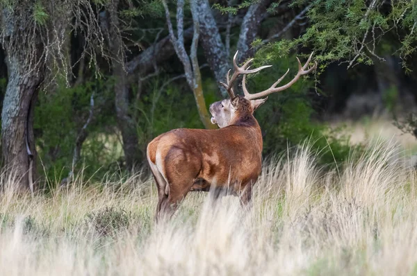 カルデンの赤い鹿森林環境 ラパンパ アルゼンチン パルケ ルーロ 自然保護区 — ストック写真