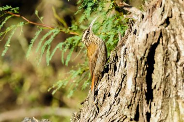 Dar gagalı Woodcreeper, Lepidocolaptes angustirostris, La Pampa, Arjantin