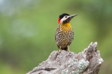 Green barred Woodpecker in forest environment,  La Pampa province, Patagonia, Argentina.