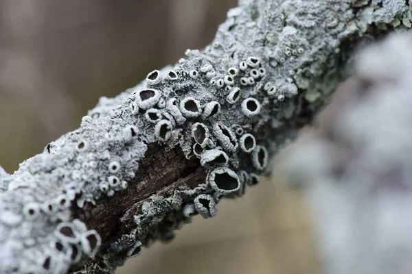 Lichens Attachés Une Branche Arbre Province Pampa Patagonie Argentine — Photo