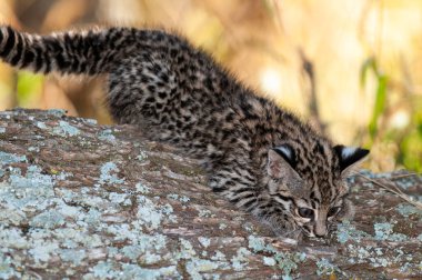 Geoffroy 'un kedisi, Leopardus Geoffroyi, Calden Ormanı' nda, La Pampa, Arjantin