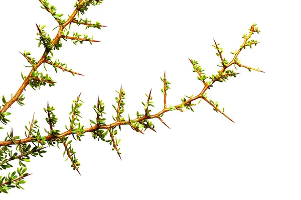 Piquillin Yapraklar Dikenler Pampas Ormanı Patagonya Arjantin Endemik Bitkiler — Stok fotoğraf