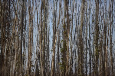 Arjantin 'in kırsal kesimlerindeki otlar