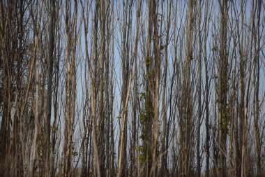 Arjantin 'in kırsal kesimlerindeki otlar