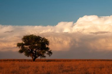 Pampas ağacı manzarası, La Pampa ili, Patagonya, Arjantin.