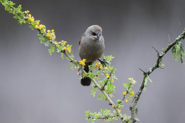 Calden Ormanı 'nda Bay winged Cowbird, La Pampa Eyaleti, Patagonya, Arjantin.