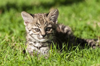 Geoffroy 'un kedisi, Leopardus Geoffroyi, Calden Ormanı' nda, La Pampa, Arjantin