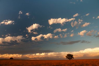 Pampas ağacı manzarası, La Pampa ili, Patagonya, Arjantin.