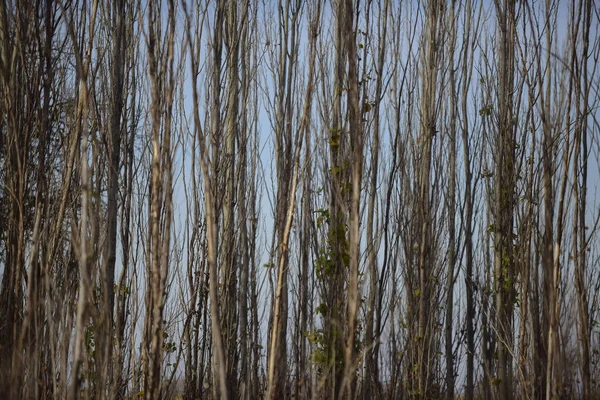 Arjantin 'in kırsal kesimlerindeki otlar