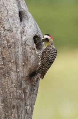 Green barred Woodpecker in forest environment,  La Pampa province, Patagonia, Argentina.