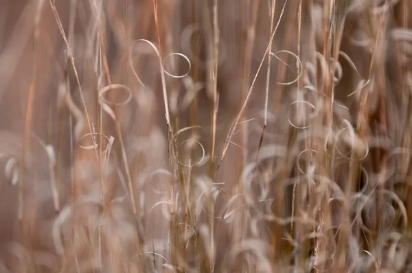 草の質感抽象的なパターン 抽象化された草原の本質を探る — ストック写真