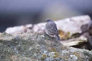 Tesisatçı Sierra Finch, Quebrada del Condorito Ulusal Parkı, Cordoba Eyaleti, Arjantin