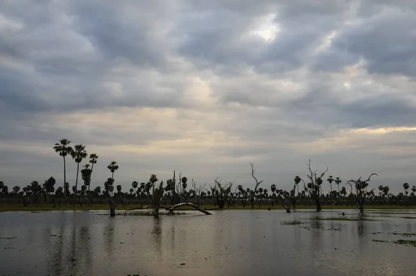 stock image Palms landscape in La Estrella Marsh, Formosa province, Argentina.