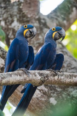 Ormandaki Hyacinth Macaw Pantanal Ormanı, Mato Gros