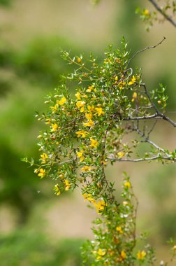 Vahşi çiçekler, Berberis ruscifolia, yarı çölde, Calden Ormanı, La Pampa Arjantin