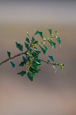 Patagonya, Arjantin 'deki Pampas Ormanında Gevşek Quebracho