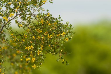 Vahşi çiçekler, Berberis ruscifolia, yarı çölde, Calden Ormanı, La Pampa Arjantin