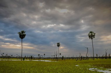 La Estrella Marsh, Formosa, Arjantin 'de palmiye manzarası.