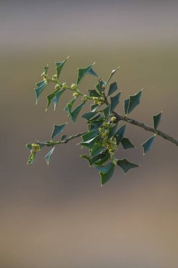 Patagonya, Arjantin 'deki Pampas Ormanında Gevşek Quebracho