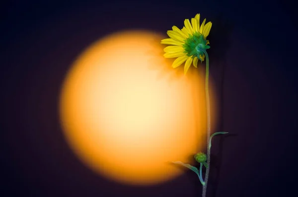 Wild Flower and moon, La Pampa, Argentina