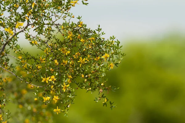 Flores Silvestres Berberis Ruscifolia Ambiente Semi Deserto Floresta Calden Pampa — Fotografia de Stock