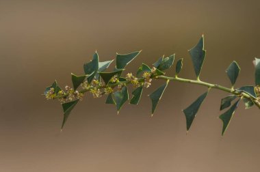 Patagonya, Arjantin 'deki Pampas Ormanında Gevşek Quebracho