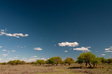 Pampas ağacı manzarası, La Pampa ili, Patagonya, Arjantin.