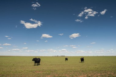 Pampas Kırsalında Sığırlar, Arjantin Et Üretimi, La Pampa, Arjantin.