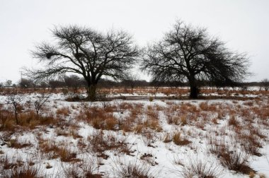 La Pampa, Patagonya, Arjantin kırsal kesimlerinde karlı manzara.