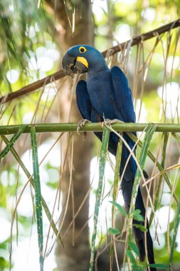 Ormandaki Hyacinth Macaw Pantanal Ormanı, Mato Gros