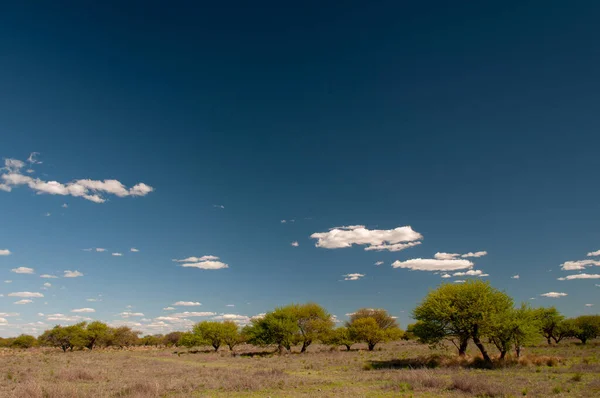 Ландшафт Дерев Пампас Провінція Пампа Патагонія Аргентина — стокове фото